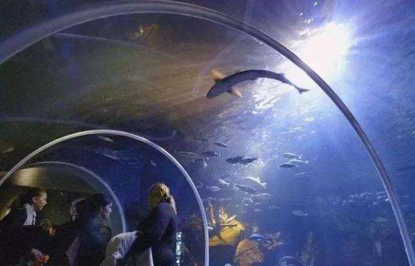 世界最大独立圆柱体水族馆爆裂：百万升水倾泄 1500条鱼被冲上街头